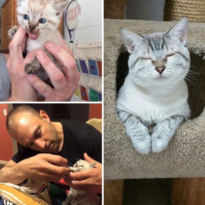 Before and after photos of rescued pets: a tiny kitten becomes a contented housecat, fed by a caring human.