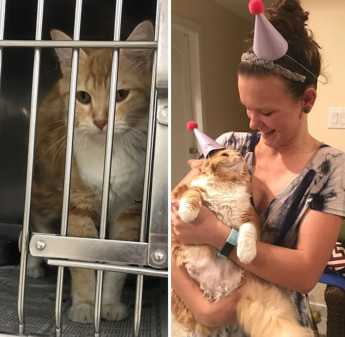 Before and after photos of rescued pets: an orange tabby in a cage transforms into a joyful cat celebrating a birthday.
