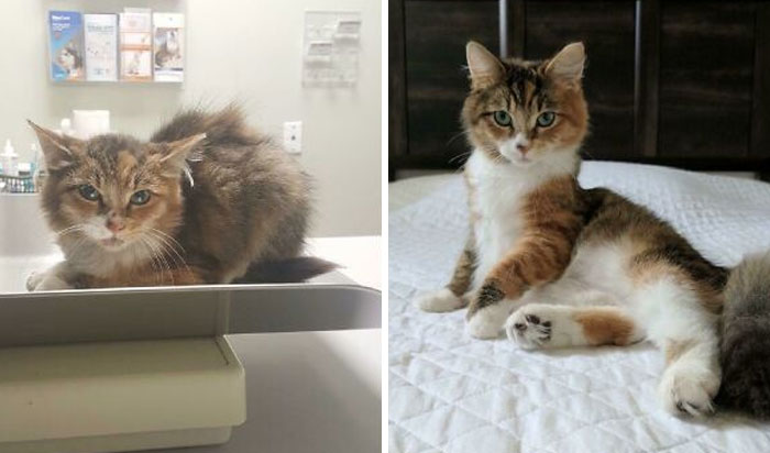 Before and after photos of a rescued cat, showing its transformation from neglected to healthy.