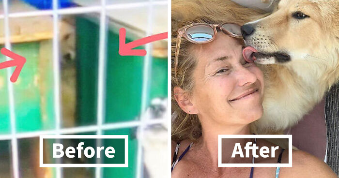 127 Before And After Photos Of Rescued Pets That Might Immediately Send You To The Shelter
