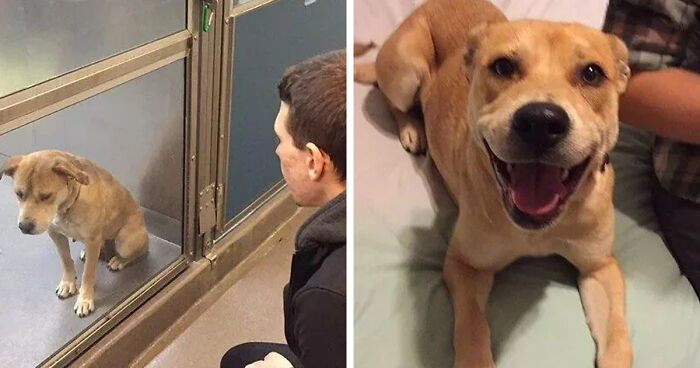 127 Before And After Photos Of Rescued Pets That Might Immediately Send You To The Shelter