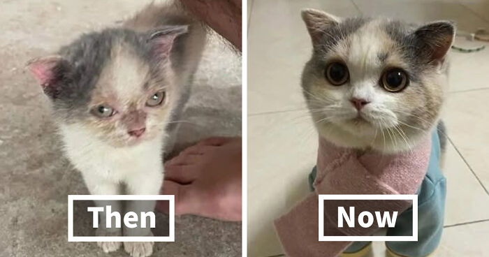 127 Before And After Photos Of Rescued Pets That Might Immediately Send You To The Shelter