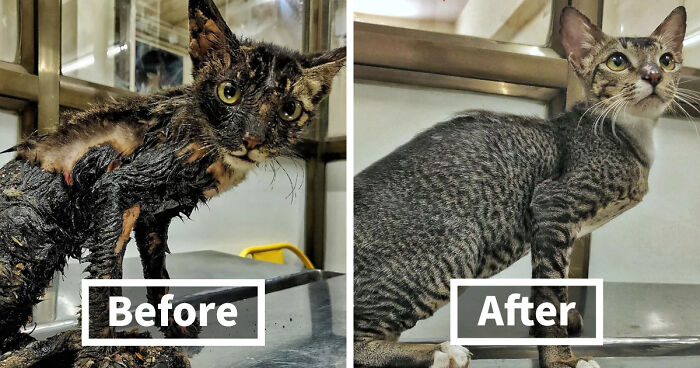 127 Before And After Photos Of Rescued Pets That Might Immediately Send You To The Shelter