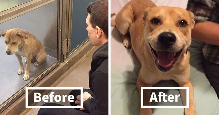 127 Before And After Photos Of Rescued Pets That Might Immediately Send You To The Shelter