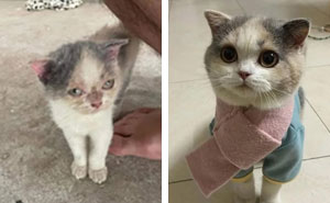 127 Before And After Photos Of Rescued Pets That Might Immediately Send You To The Shelter
