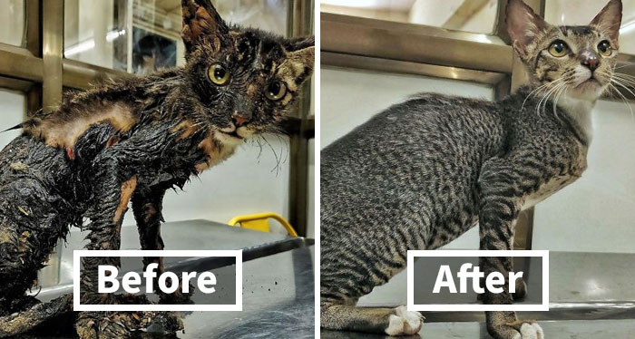 127 Pets Who Barely Look Like The Same Animals After Finding Loving Homes