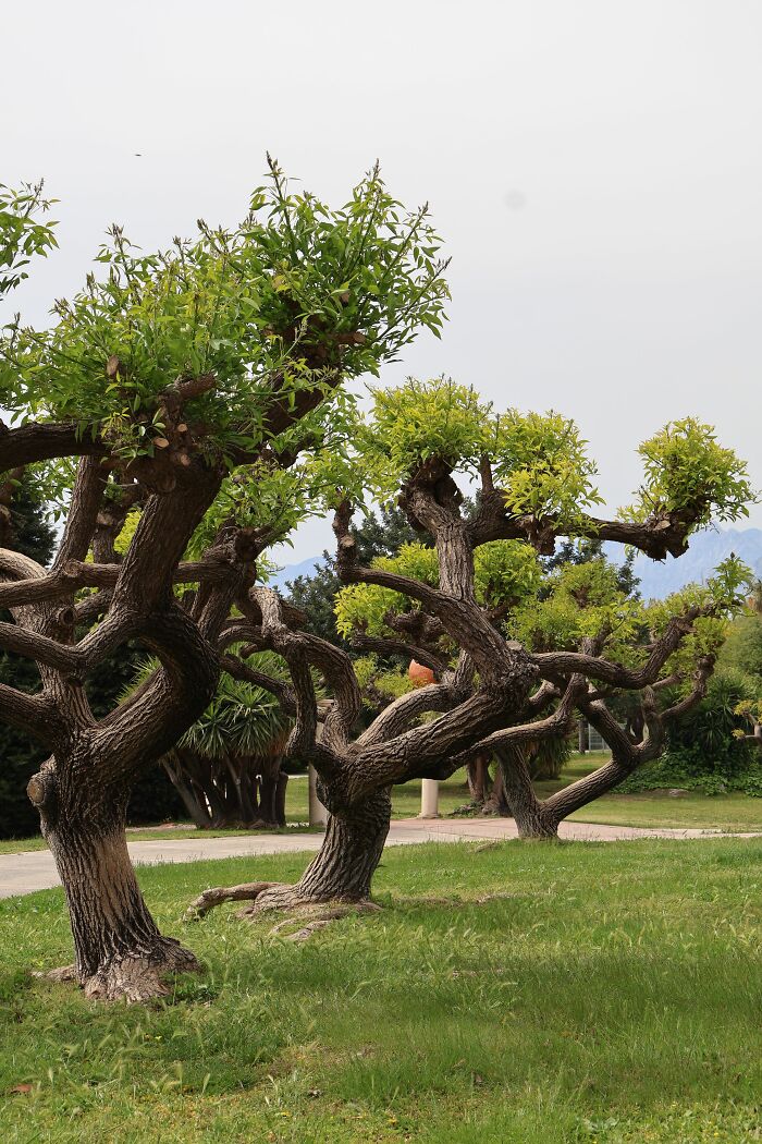 A park with uniquely shaped trees, perfect for learning something new and discovering interesting facts.