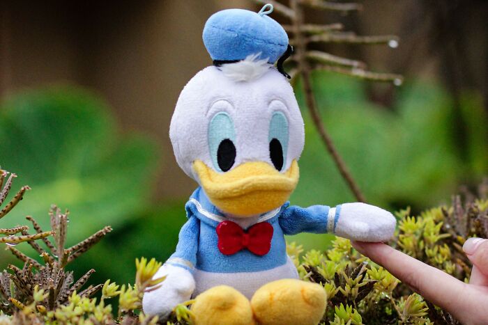 A Donald Duck plush toy, from 60s to 00s cartoons, sits among green plants with a person's finger gently touching its arm.