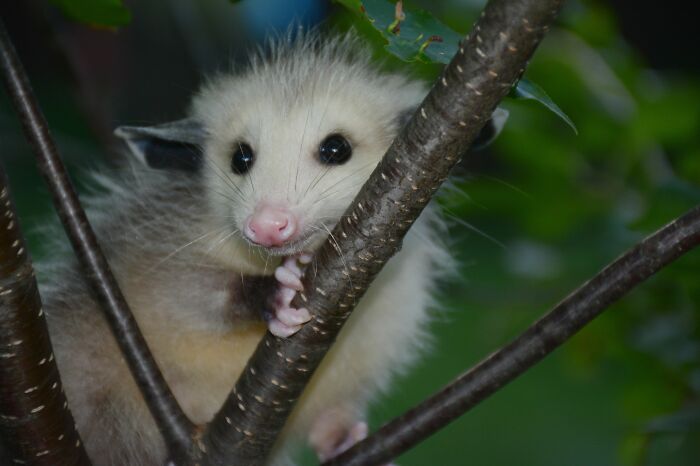 A small, fluffy possum, a common prey for huge pythons, in a tree. A small, fluffy possum, a common prey for huge pythons, in a tree.