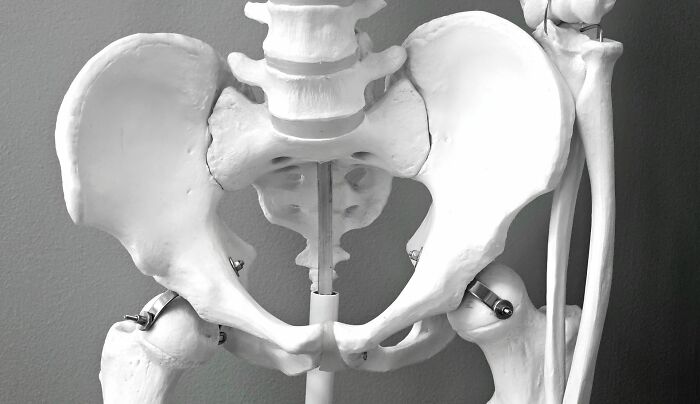 A human pelvis bone model, symbolizing the physical aspects of the line between life and what comes after.