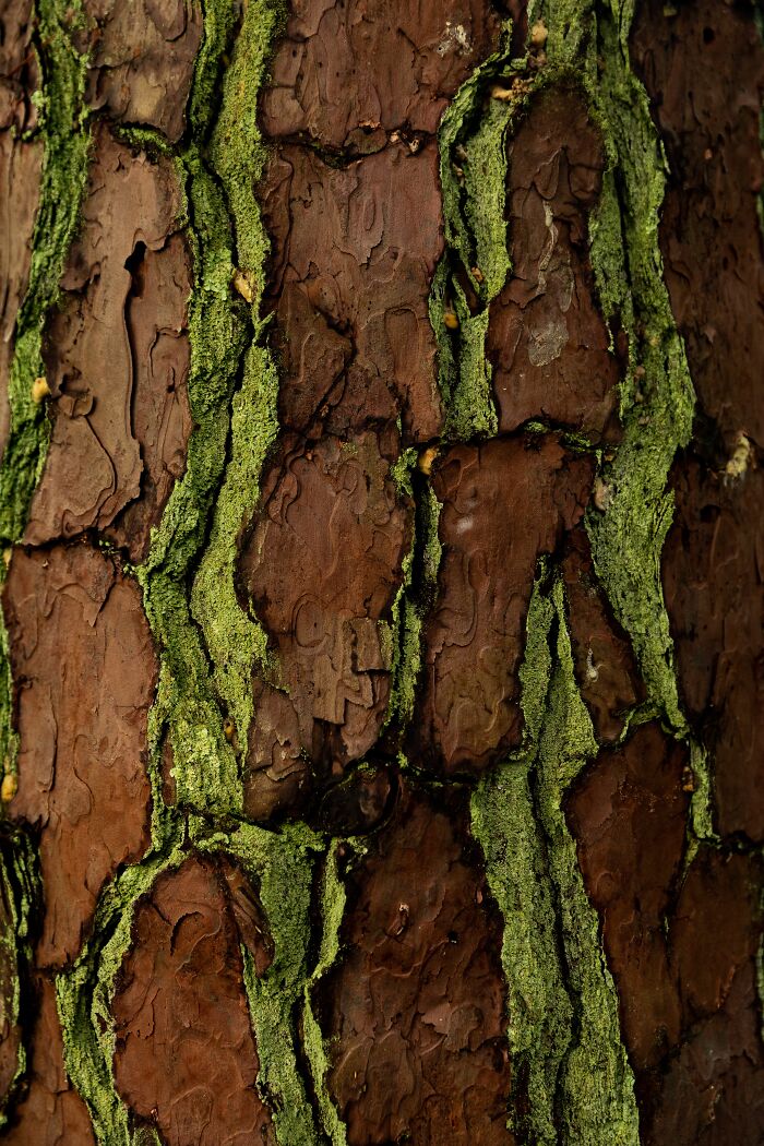 Close-up of tree bark with green moss, learning something new about nature facts.