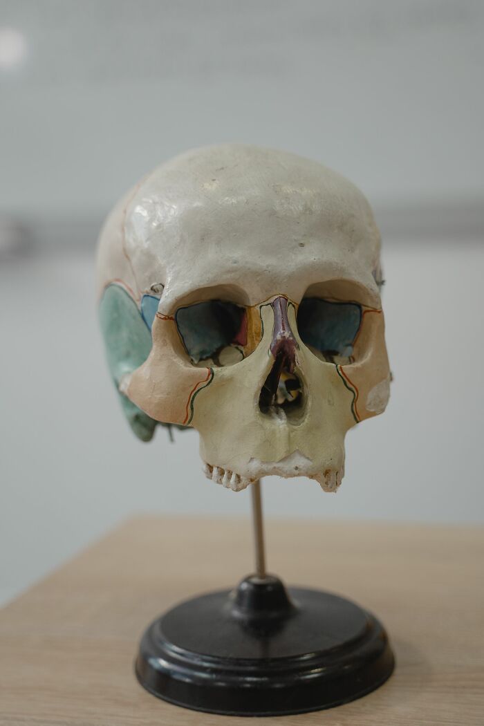 Anatomical skull model, illustrating the line between life and what comes after.
