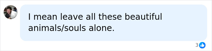 A social media comment saying, I mean leave all these beautiful animals/souls alone regarding the US Tourist baby wombat fate. A social media comment saying, I mean leave all these beautiful animals/souls alone regarding the US Tourist baby wombat fate.