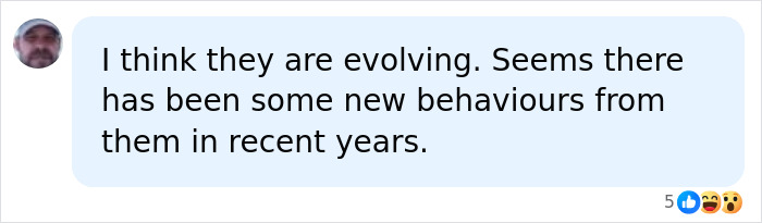 Orcas Prove Their Outstanding Cognitive Abilities Once More, Trying To Imitate Simple Human Words Orcas Prove Their Outstanding Cognitive Abilities Once More, Trying To Imitate Simple Human Words