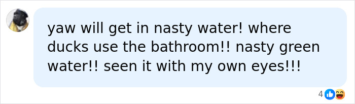 A social media comment about nasty green water and ducks, warning women about a pre-swim habit. A social media comment about nasty green water and ducks, warning women about a pre-swim habit.