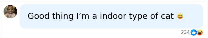 Social media comment: Good thing Im an indoor type of cat, about being attacked by spiders. Social media comment: Good thing Im an indoor type of cat, about being attacked by spiders.