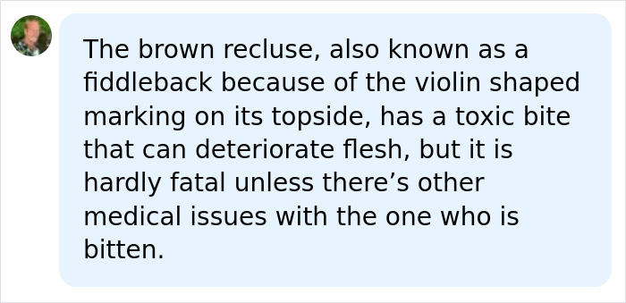 A user comment explaining the toxic bite of a brown recluse spider. A user comment explaining the toxic bite of a brown recluse spider.