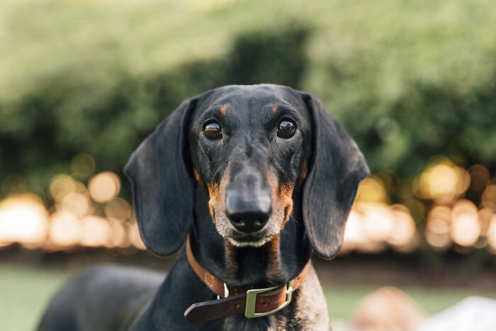 A black and tan dachshund with a brown collar looks directly at the camera, a beloved pet often subject to vet bills.