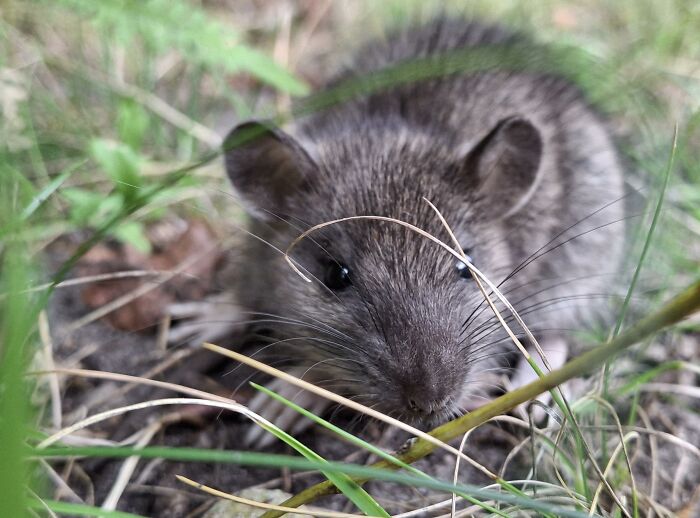 A small brown mouse foraging in green grass, captured in a cool animal photo.