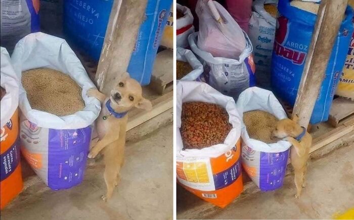 Funny animal encounter: a small dog attempting to reach into a large bag of dry food, caught in the act.