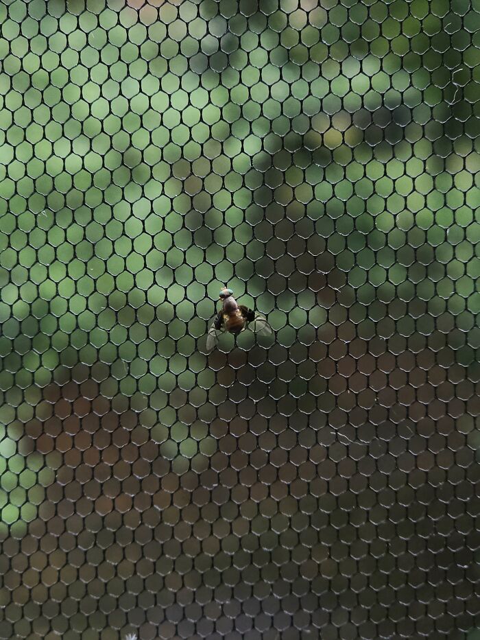 Cool animal photo of a fly on a hexagonal mesh screen, with a blurry green background.