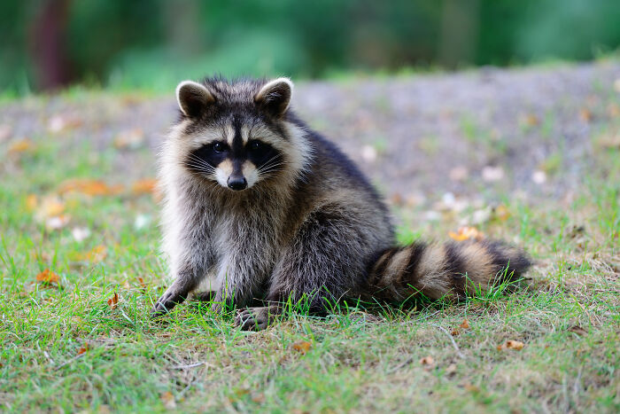 A fluffy raccoon sitting in green grass, an example of an animal that might incur vet bills for pet owners.