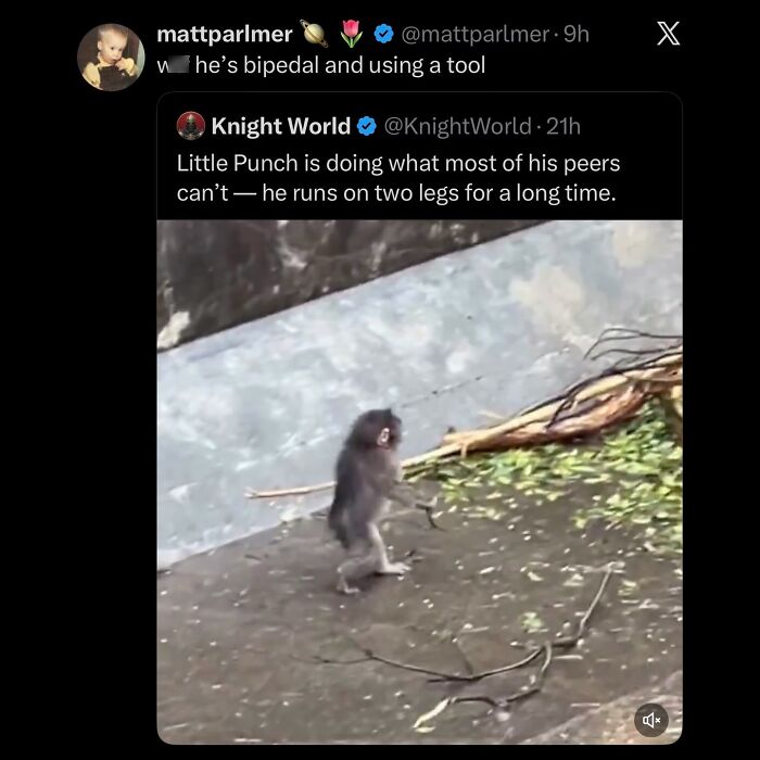 Screenshot of a Twitter post showing a hilarious monkey meme running on two legs.