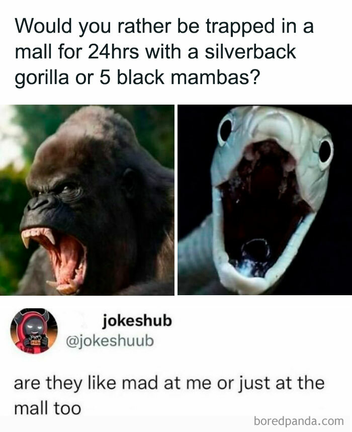 An animal meme asking if you'd rather be trapped with a silverback gorilla or black mambas, a funny meme.