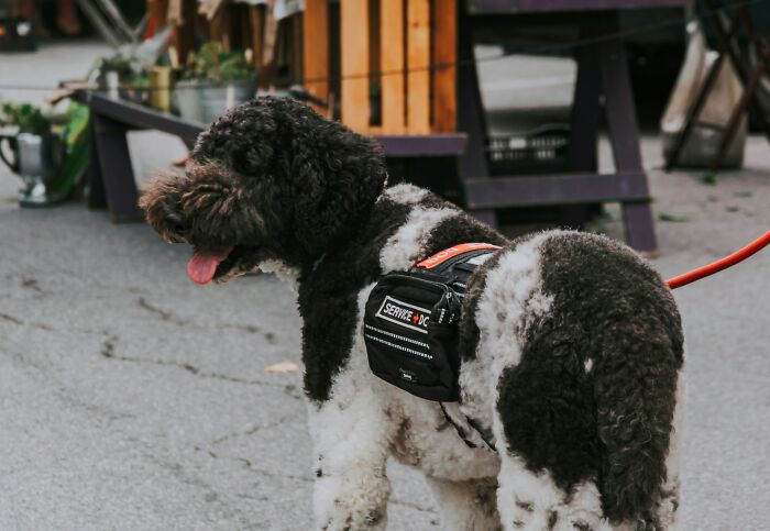 A black and white service dog with a small pack, standing outdoors, illustrating the random things people do to get rich.