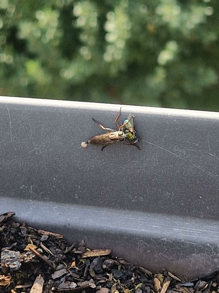 A cool animal photo of a robber fly eating a green bottle fly on a dark ledge.
