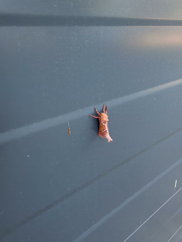 Cool animal photo of a brown insect, possibly a slug moth caterpillar, on a gray wall.