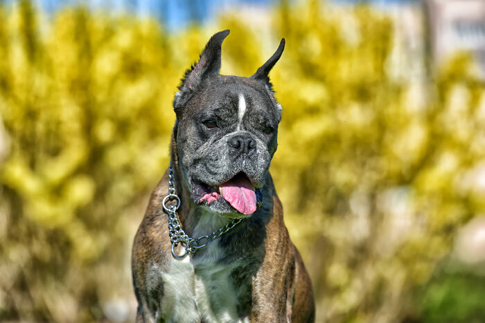 XL Bully Roams Without Leash Or Muzzle, Owner Laughs After It "Plays" With Pregnant Neighbor XL Bully Roams Without Leash Or Muzzle, Owner Laughs After It "Plays" With Pregnant Neighbor