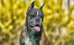 XL Bully Roams Without Leash Or Muzzle, Owner Laughs After It 