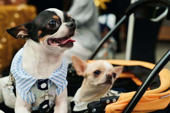 A small, well-dressed chihuahua in a striped shirt, looking out of a pet stroller, reflecting moments that left people speechless.