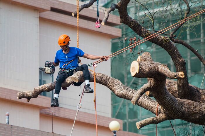 A tree surgeon working high in a tree, illustrating the diverse services employed by the rich.