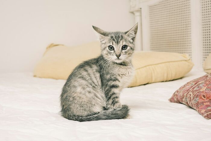 A small tabby kitten sitting on a white bed, representing wild moments encountered by those who worked for the rich.