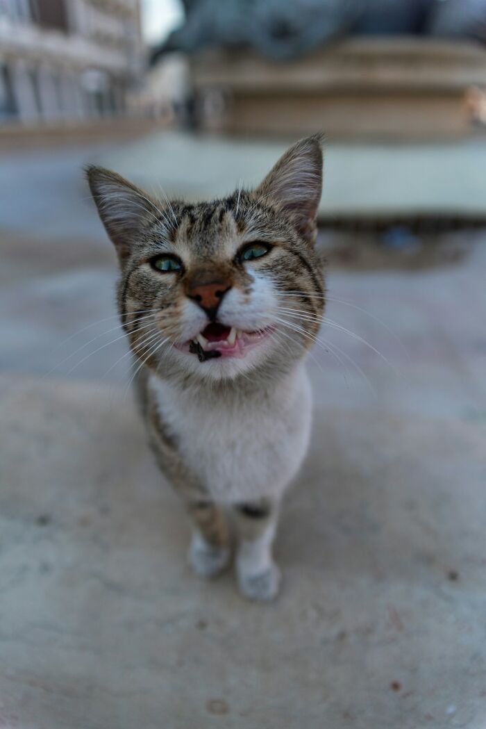 A cat with green eyes and an open mouth, looking directly at the camera. This is one of the interesting neighbors.