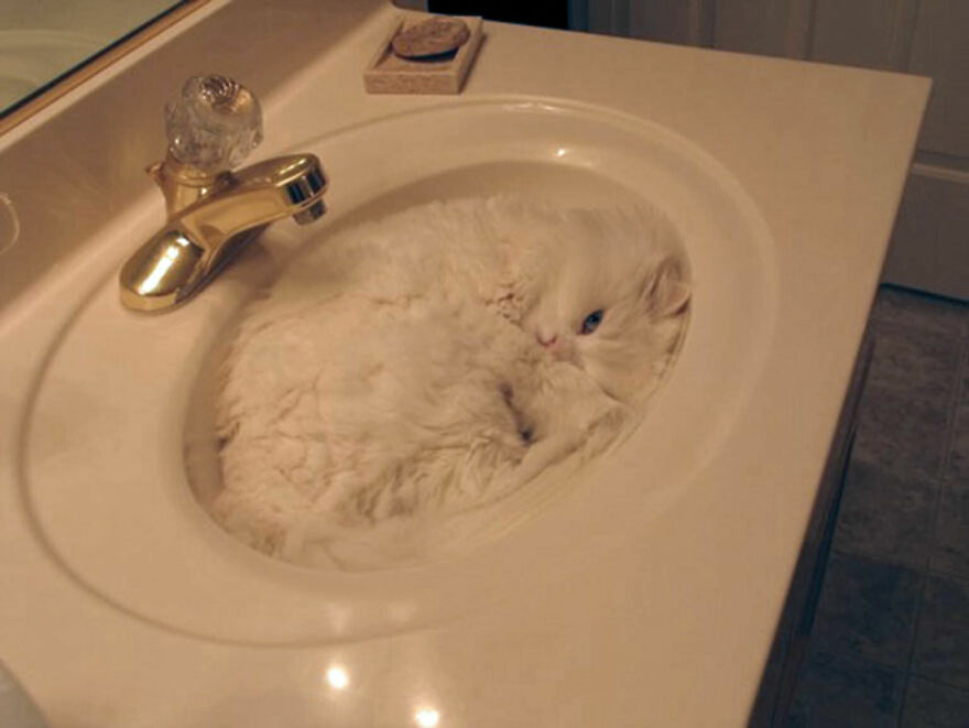 A fluffy white weird cat curled up in a sink, looking comfortable, ready to catch some rest.