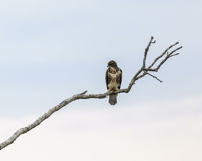 Cool animal photo of a majestic hawk perched on a bare tree branch against a pale sky.