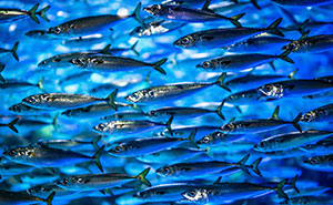 I Ate Nothing But Sardines For Two Days. A Nephrologist Explained Why I Should Stop