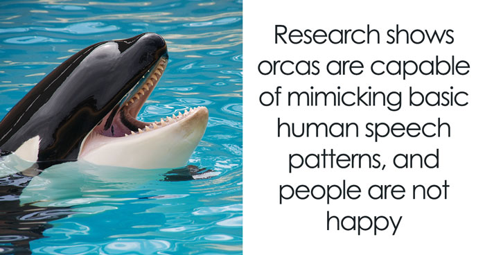 Eerie Recording Of Orcas Mimicking Human Speech Surfaces And Causes Discomfort