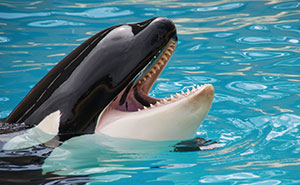 Orcas Prove Their Outstanding Cognitive Abilities Once More, Trying To Imitate Simple Human Words