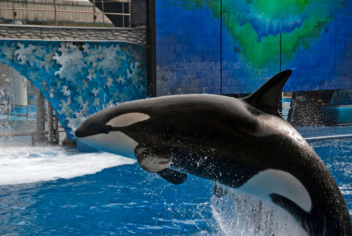 Orcas Prove Their Outstanding Cognitive Abilities Once More, Trying To Imitate Simple Human Words Orcas Prove Their Outstanding Cognitive Abilities Once More, Trying To Imitate Simple Human Words