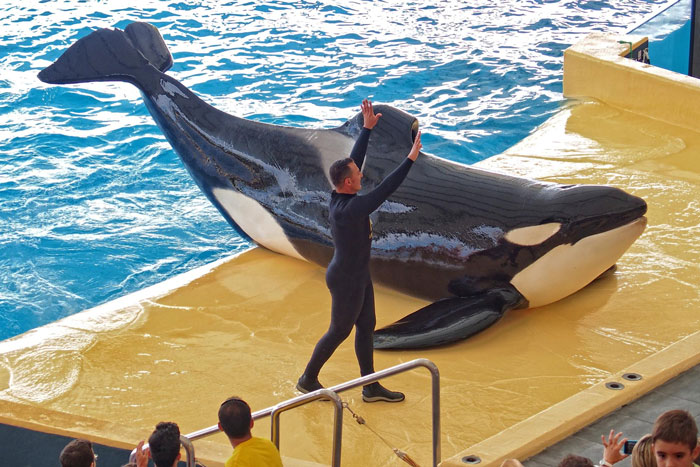 Orcas Prove Their Outstanding Cognitive Abilities Once More, Trying To Imitate Simple Human Words Orcas Prove Their Outstanding Cognitive Abilities Once More, Trying To Imitate Simple Human Words