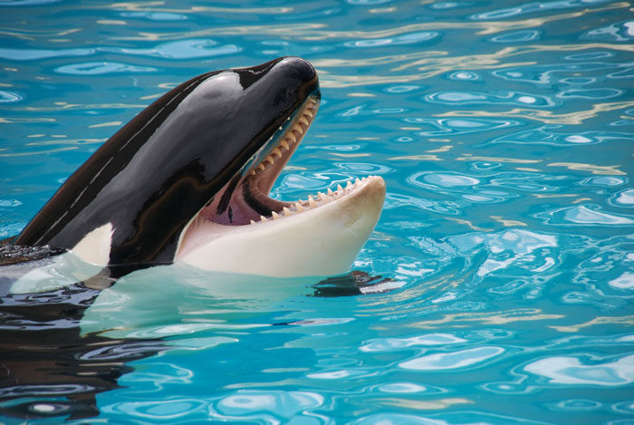 Orcas Prove Their Outstanding Cognitive Abilities Once More, Trying To Imitate Simple Human Words Orcas Prove Their Outstanding Cognitive Abilities Once More, Trying To Imitate Simple Human Words