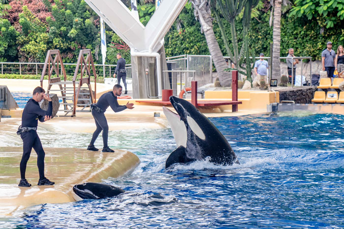 Orcas Prove Their Outstanding Cognitive Abilities Once More, Trying To Imitate Simple Human Words Orcas Prove Their Outstanding Cognitive Abilities Once More, Trying To Imitate Simple Human Words