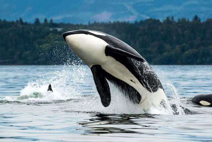 Orcas Prove Their Outstanding Cognitive Abilities Once More, Trying To Imitate Simple Human Words Orcas Prove Their Outstanding Cognitive Abilities Once More, Trying To Imitate Simple Human Words