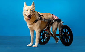 Former Chicago Tribune Photojournalist Creates One-Of-A-Kind Project For Overlooked Animals (11 Pics)