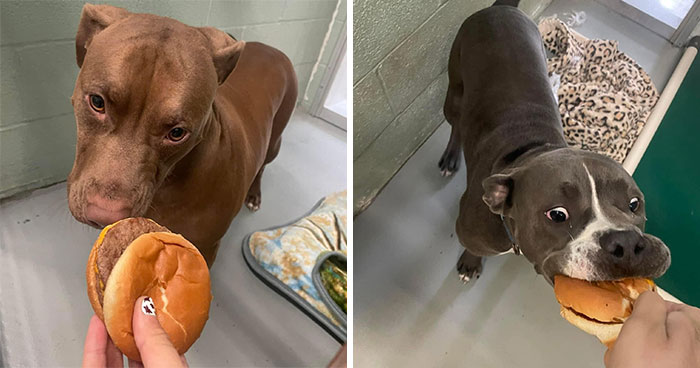 This Shelter Treats Its Dogs To Hamburgers, And Here Are 44 Pics Showing Their Reactions