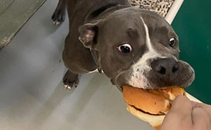 This Shelter Treats Its Dogs To Hamburgers, And Here Are 44 Pics Showing Their Reactions